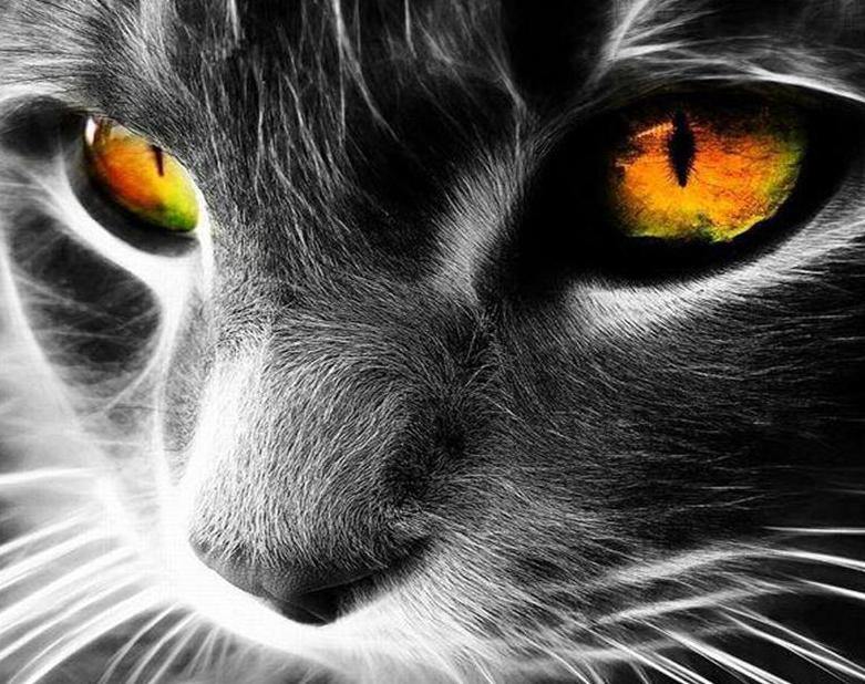 Cat with Yellow Eyes Paint by Numbers