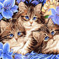  Blue Eyed Cats Paint by Numbers