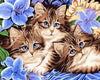  Blue Eyed Cats Paint by Numbers