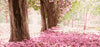 Cherry Blossom Trees Painting Kit