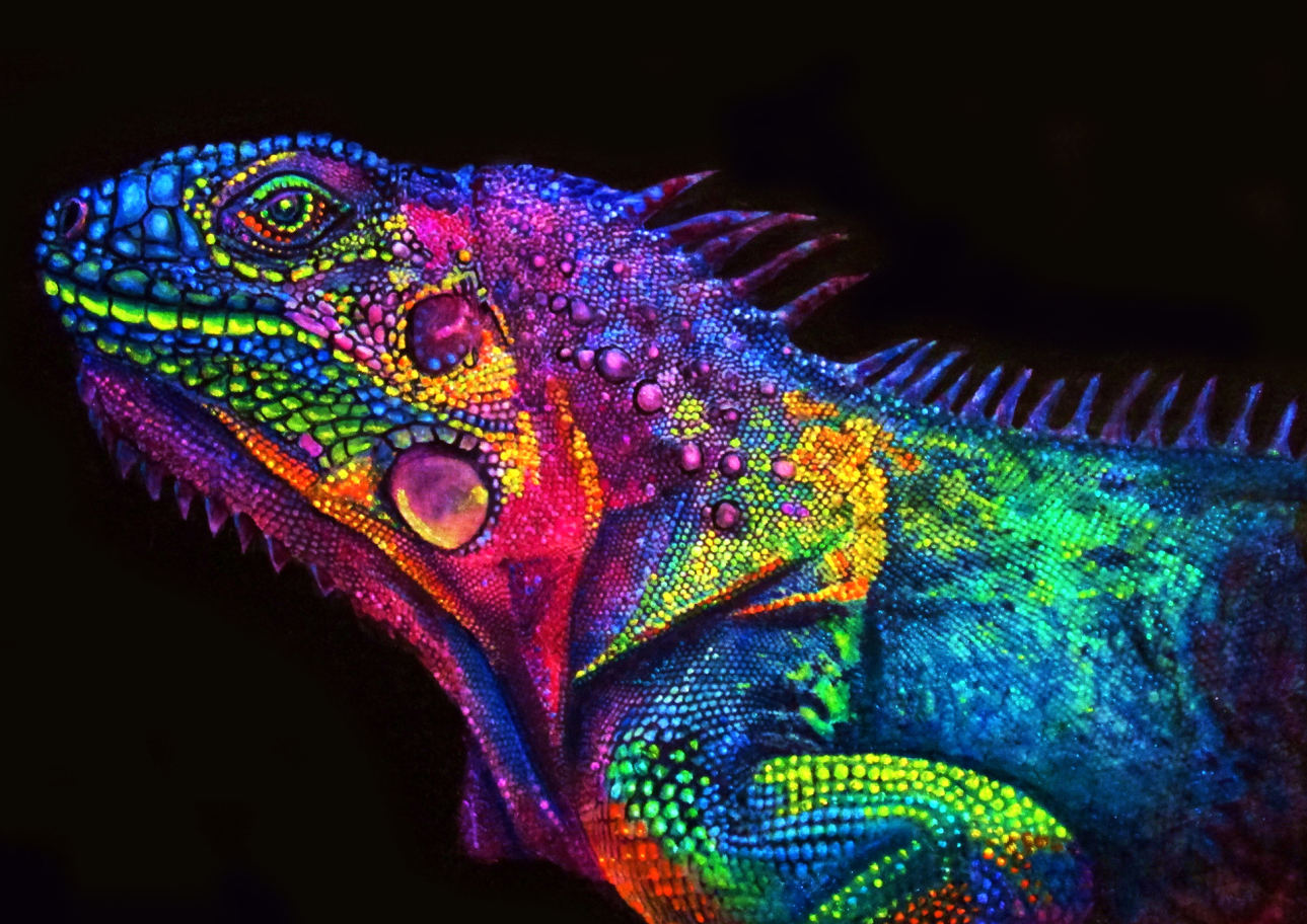Colorful Chameleon Paint by Numbers