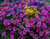 Colorful Petunias Paint by Numbers