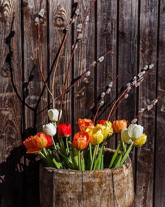 Colorful Tulips Paint by Numbers