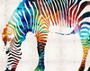 Colorful Zebra DIY Painting Kit