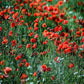 Common poppy Paint by Numbers