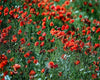 Common poppy Paint by Numbers