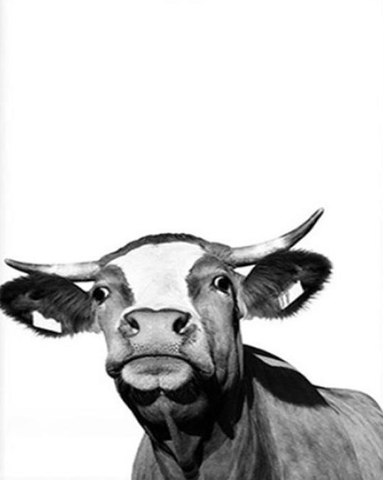 Cow Paint by Numbers