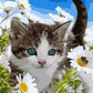 Cat & Daisies Paint by Numbers