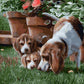 Dog Family Paint by Numbers