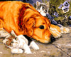 Dog &amp; Kittens Paint by Numbers