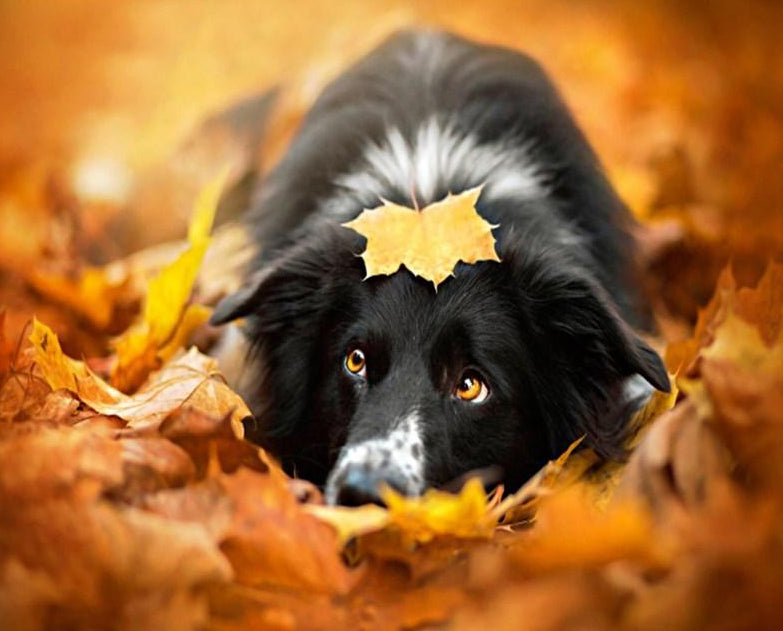 Cute Dog Paint by Numbers