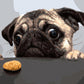 Cute Pug Dog Paint by Numbers