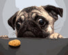 Cute Pug Dog Paint by Numbers