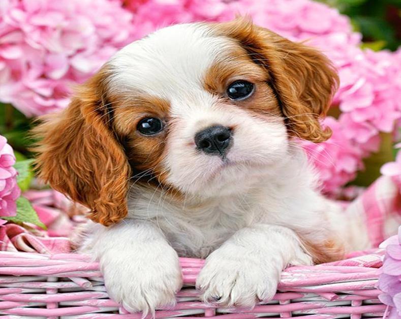Cute Puppy DIY Painting Kit
