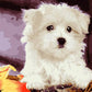 White Puppy Paint by Numbers