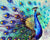 Dancing Peacock Paint by Numbers