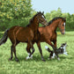 Dog & Horses Paint by Numbers