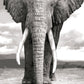 Elephant Painting by Numbers