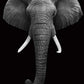 Elephant Wall Art Paint by Numbers