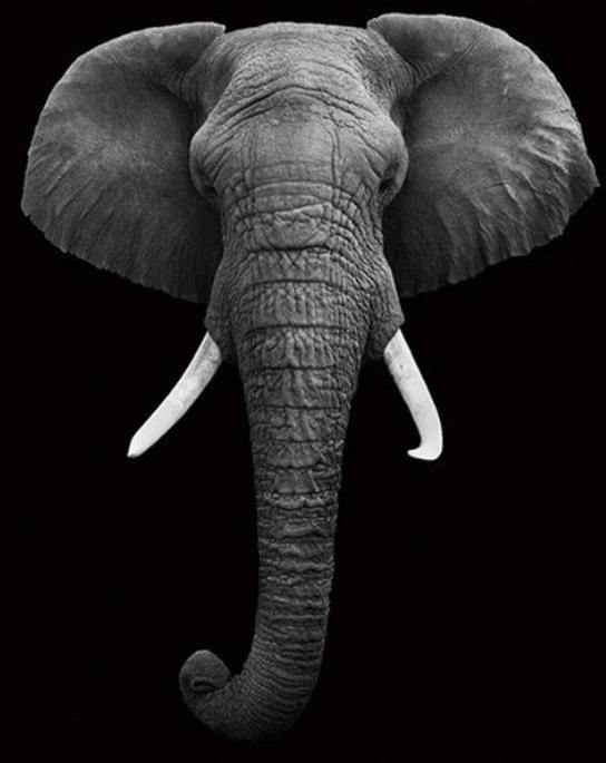Elephant Wall Art Paint by Numbers