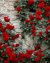 Rose Wall Paint by Numbers