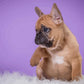 French Bulldog Painting by Numbers