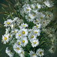 Gorgeous Daisies Paint by Numbers Kit