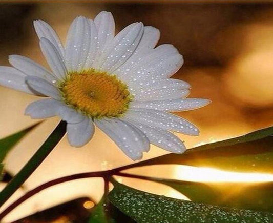 Dew Drops on Daisy Paint by Numbers