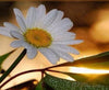 Dew Drops on Daisy Paint by Numbers