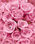 Pink Roses Paint by Numbers