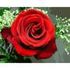Gorgeous Red Rose Paint by Numbers
