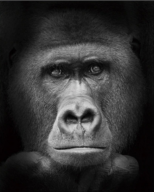 Gorilla DIY Painting Kit