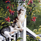 Cats Pair Paint by Numbers