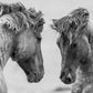 Horses Pair Paint by Numbers