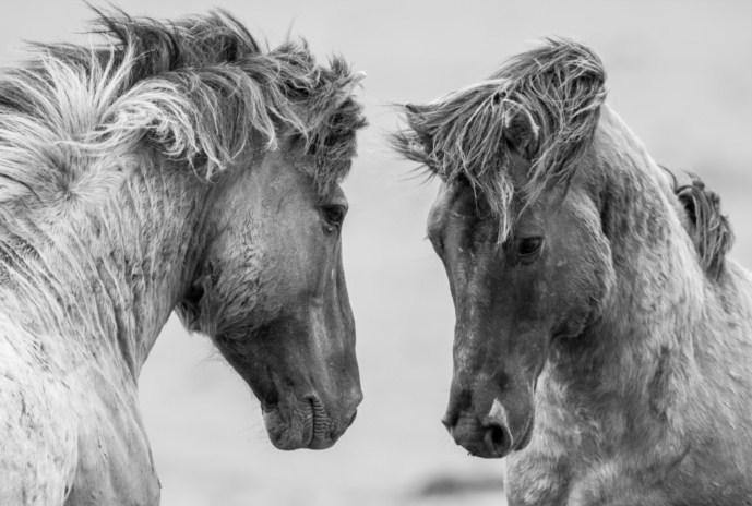 Horses Pair Paint by Numbers
