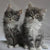 Kittens Pair Paint by Numbers