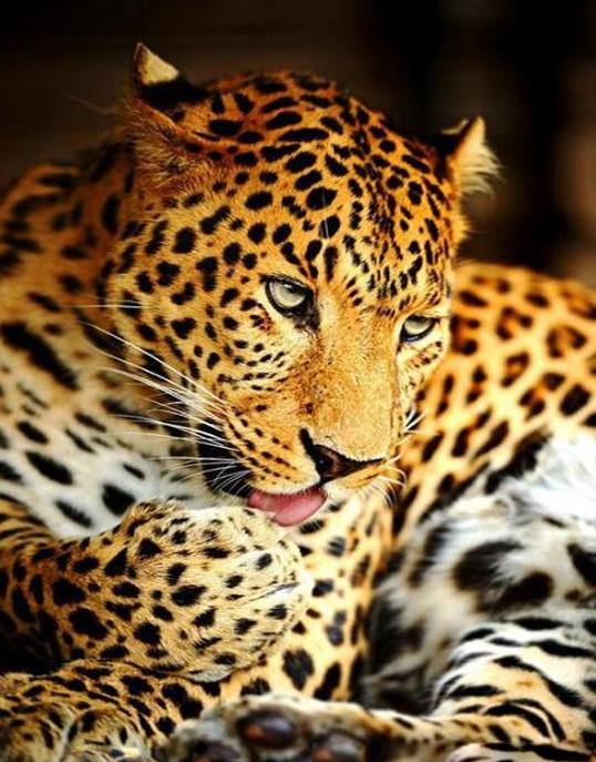 Leopard Paint by Numbers