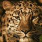 Leopard Stare Paint by Numbers