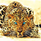 Leopard DIY Painting Kit