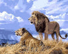 Lion Couple Painting by Numbers Kit