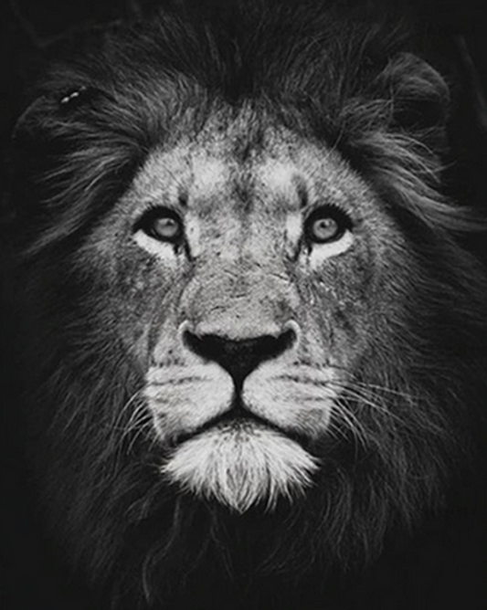 Lion Face Paint by Numbers