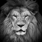 Lion Portrait Paint by Numbers