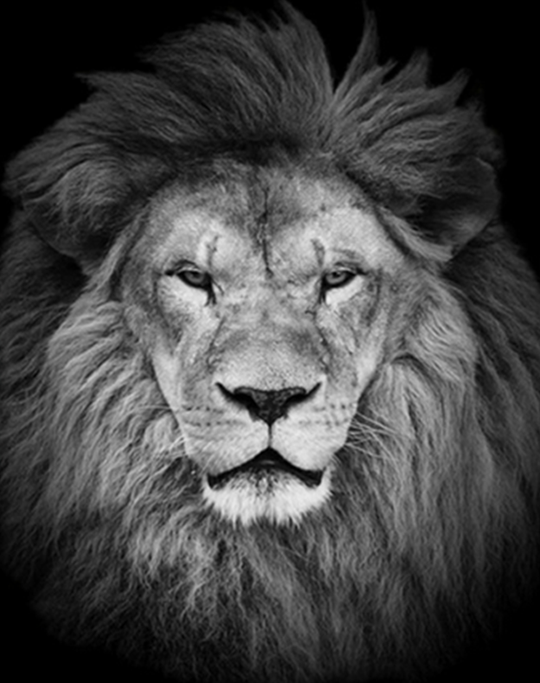 Lion Portrait Paint by Numbers