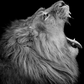 Lion Yawning Paint by Numbers