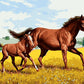Mare with Baby Paint by Numbers