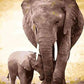 Elephant with Baby Paint by Numbers
