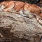 Mountain Lion Paint by Numbers