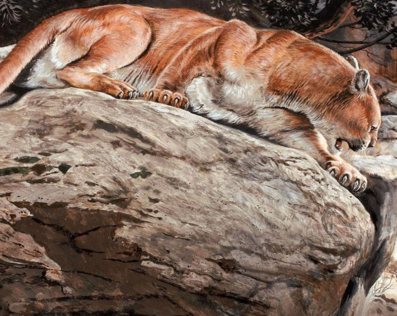 Mountain Lion Paint by Numbers