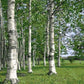 Nature Forest Paint by Numbers
