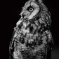 Owl Paint by Numbers